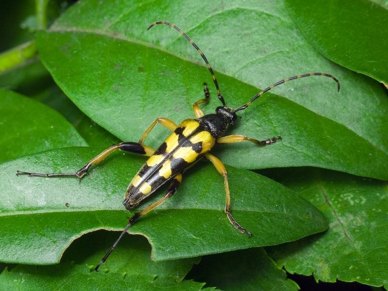 Rutpela maculata (Poda, 1761)